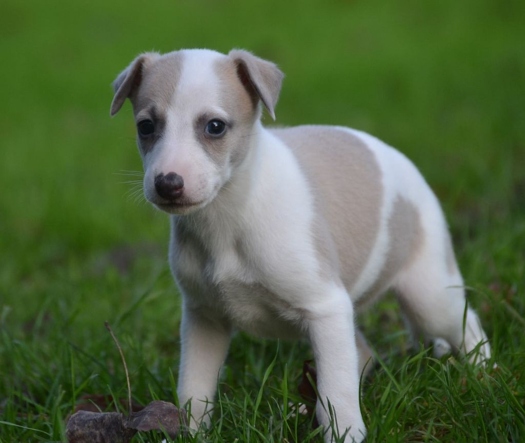 Valéry Nathan - Chiot disponible  - Whippet