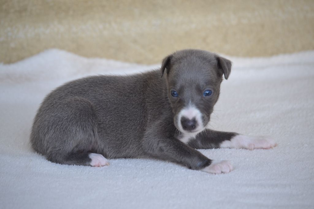 Valéry Nathan - Chiot disponible  - Whippet