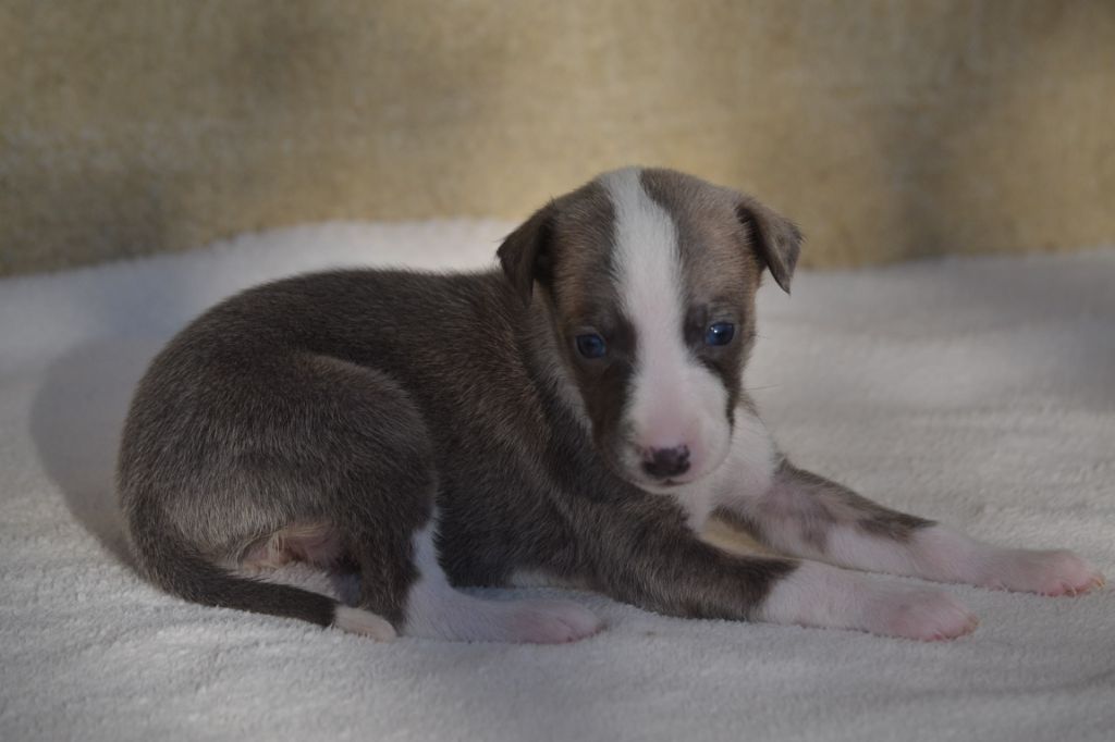 Valéry Nathan - Chiot disponible  - Whippet