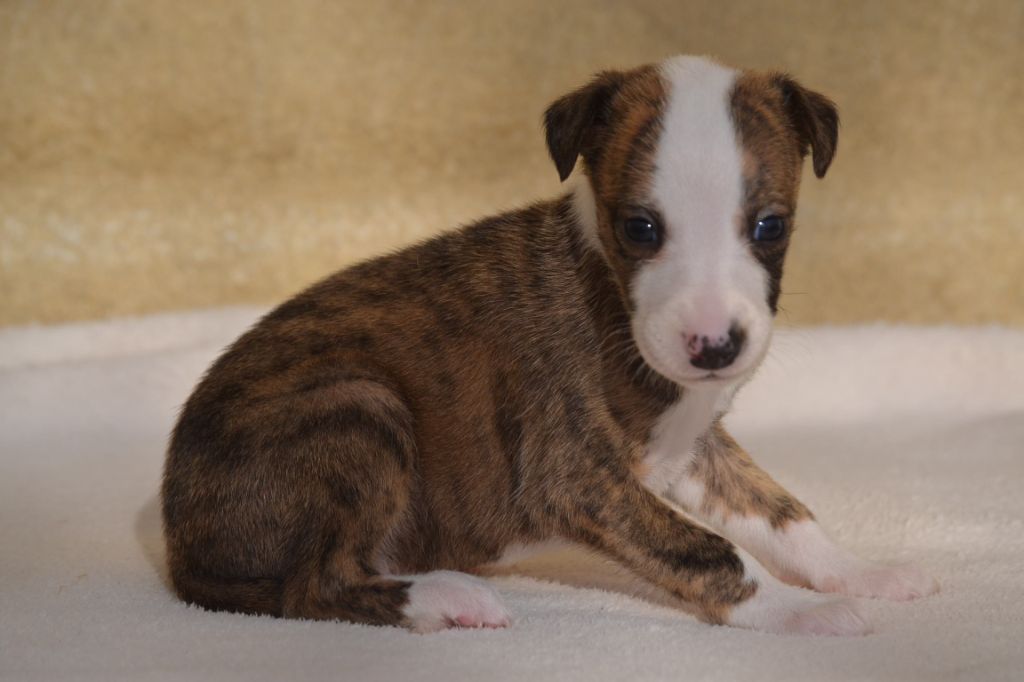 Valéry Nathan - Chiot disponible  - Whippet