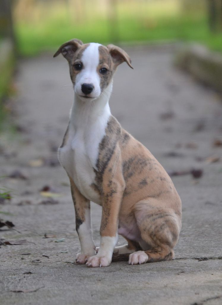 Valéry Nathan - Chiot disponible  - Whippet