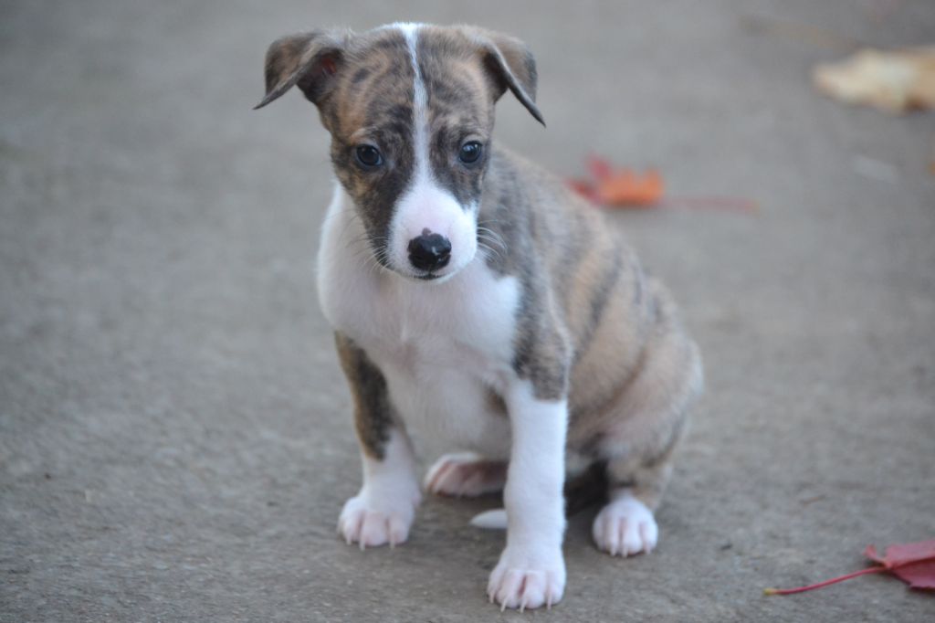 Valéry Nathan - Chiot disponible  - Whippet