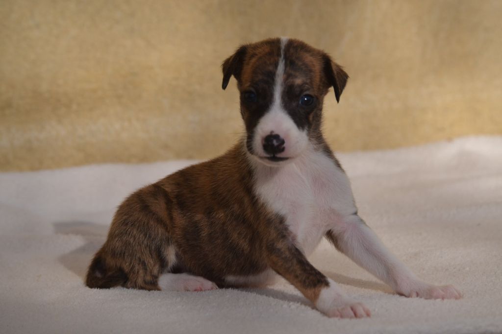 Valéry Nathan - Chiot disponible  - Whippet