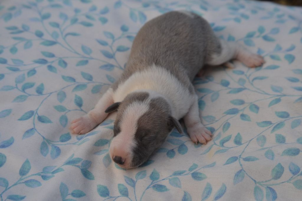 Valéry Nathan - Chiot disponible  - Whippet