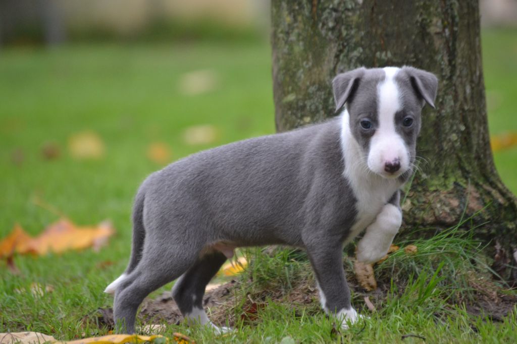 Valéry Nathan - Chiot disponible  - Whippet