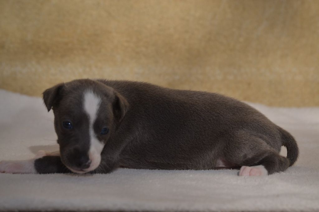 Valéry Nathan - Chiot disponible  - Whippet