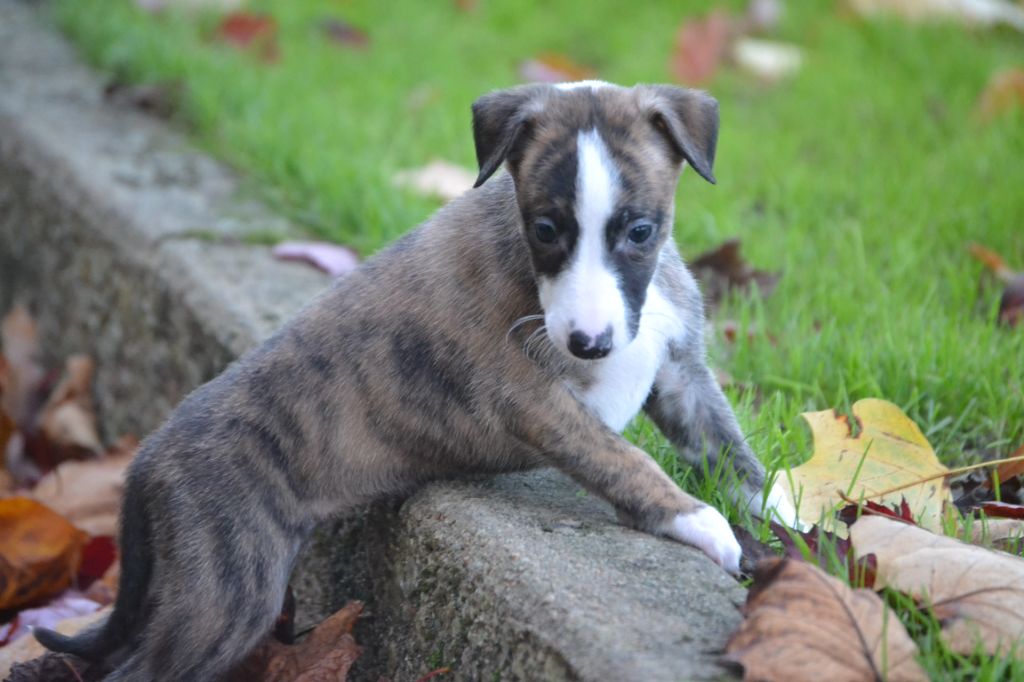 Valéry Nathan - Chiot disponible  - Whippet