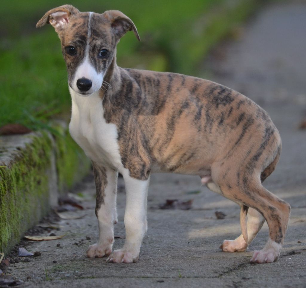 Valéry Nathan - Chiot disponible  - Whippet