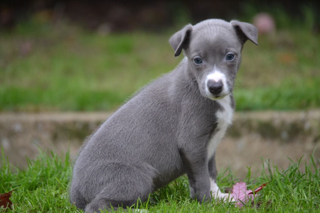 Valéry Nathan - Chiot disponible  - Whippet