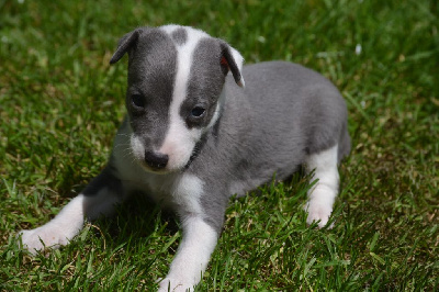 Valéry Nathan - Whippet - Portée née le 04/05/2024