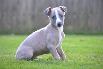 Valéry Nathan - Whippet - Portée née le 11/08/2024