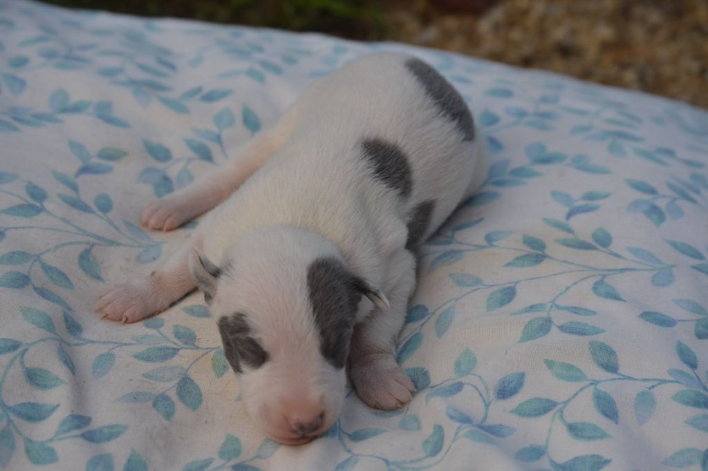 Valéry Nathan - Chiot disponible  - Whippet