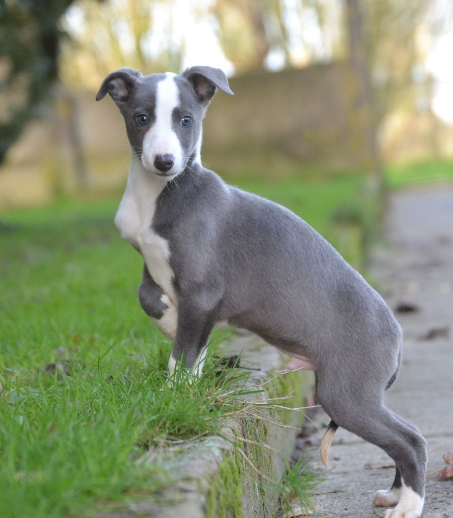 Valéry Nathan - Chiot disponible  - Whippet