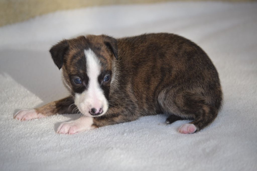 Valéry Nathan - Chiot disponible  - Whippet