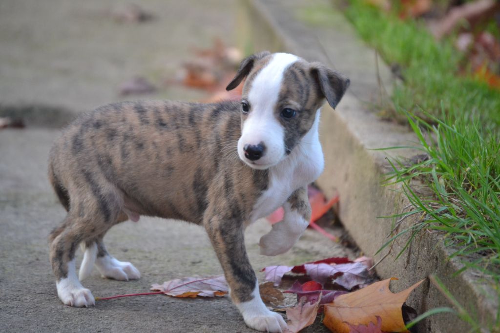 Valéry Nathan - Chiot disponible  - Whippet