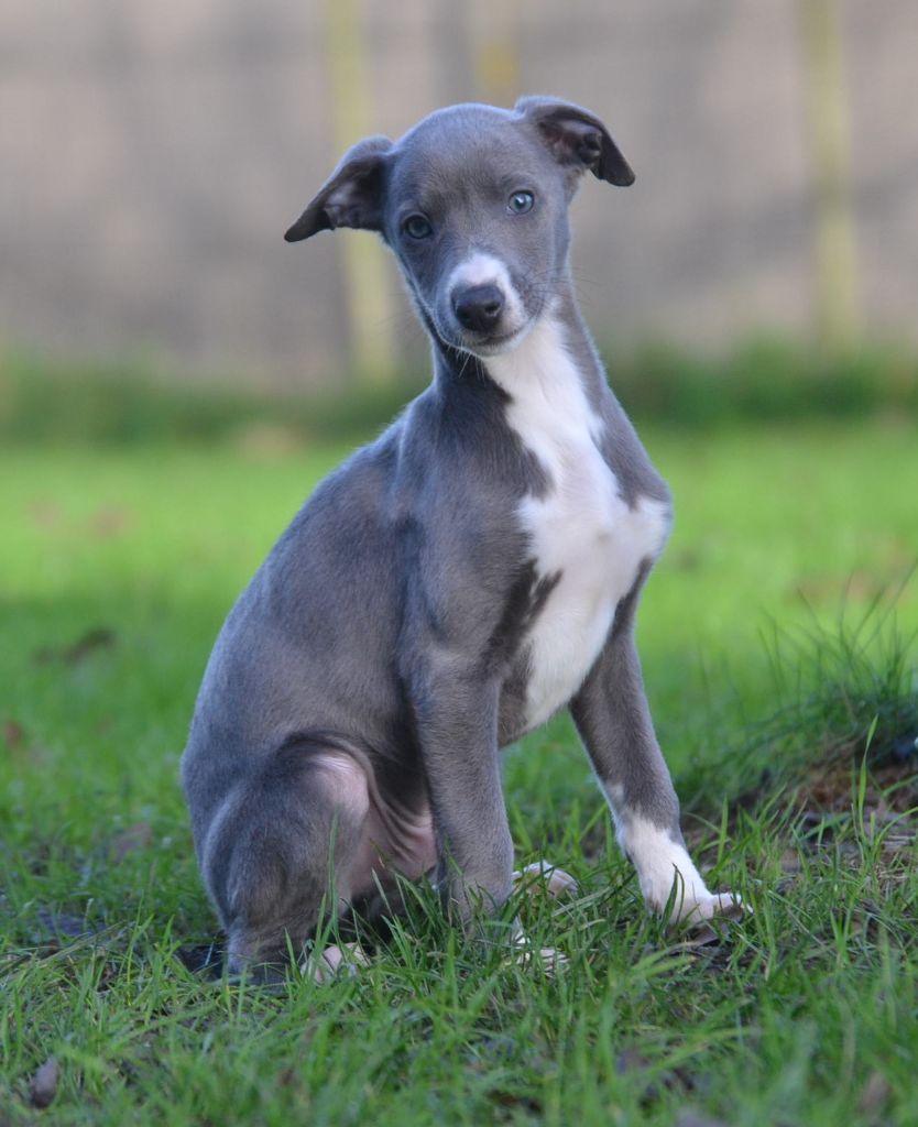 Valéry Nathan - Chiot disponible  - Whippet