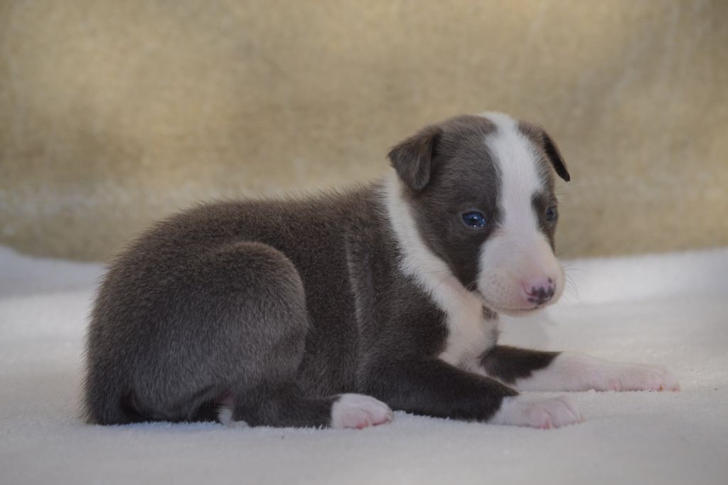 Valéry Nathan - Chiot disponible  - Whippet