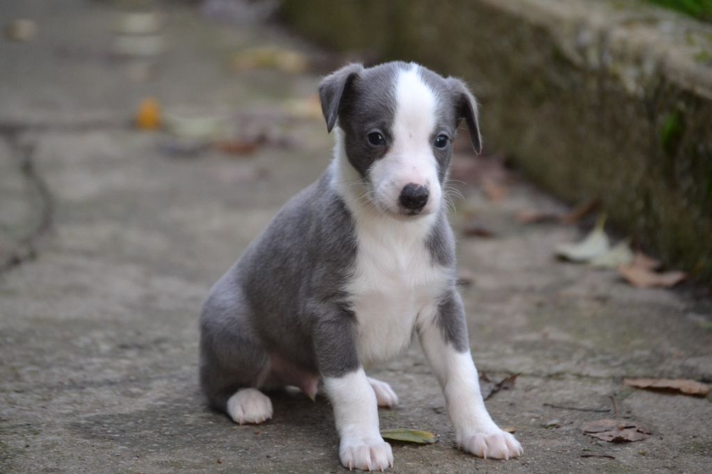 Valéry Nathan - Chiot disponible  - Whippet