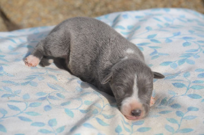 CHIOT 5