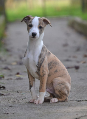 CHIOT 7