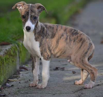 CHIOT 6
