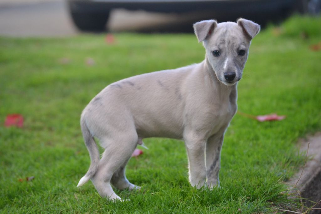 Valéry Nathan - Whippet - Portée née le 11/08/2024